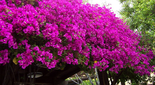 bouganvillea bouganvillea