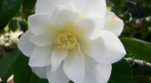 camelia camelia