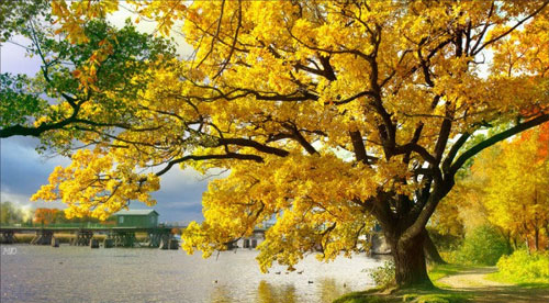 ipê amarelo ipeamarelo