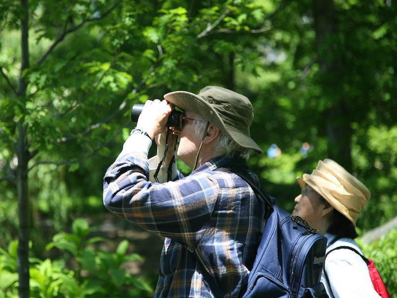 Birdwatching (foto: Daniel Schwen_wikimedia-commons) - Birdwatching Ilhabela