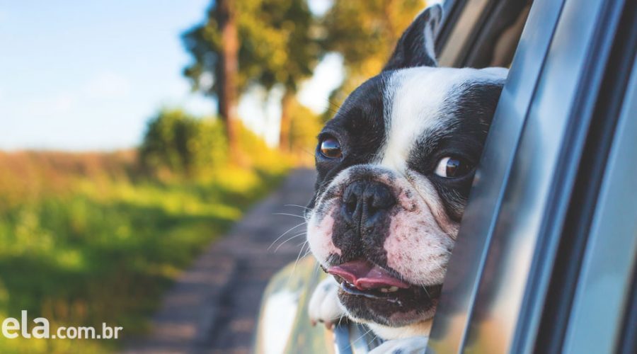 4 dicas para viajar com seu animal de estimação