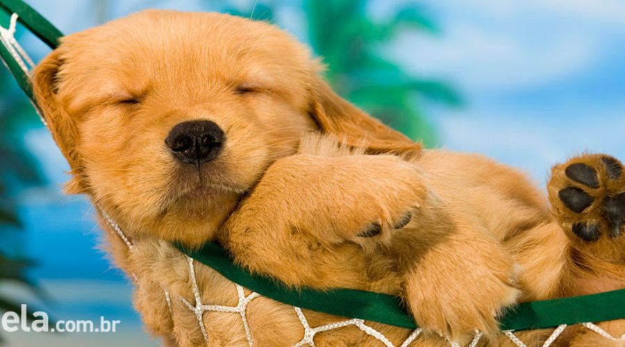 Hospedagem pet friendly em Ilhabela