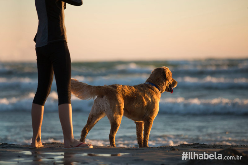 Orientações sobre cachorros na praia - Portal Ilhabela.com.br