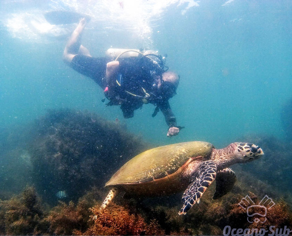 7 dicas de mergulho em Ilhabela - Oceano Sub - Ilhabela.com.br