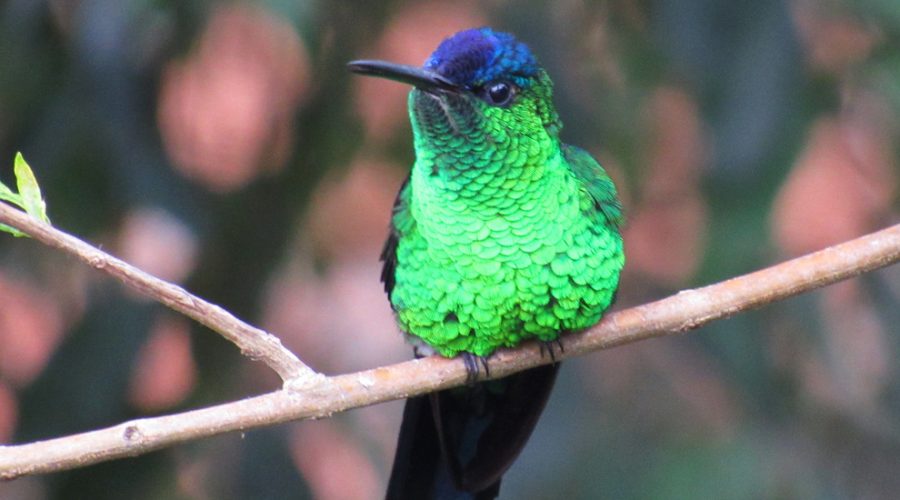 Birdwatching: uma incrível viagem ao mundo dos pássaros