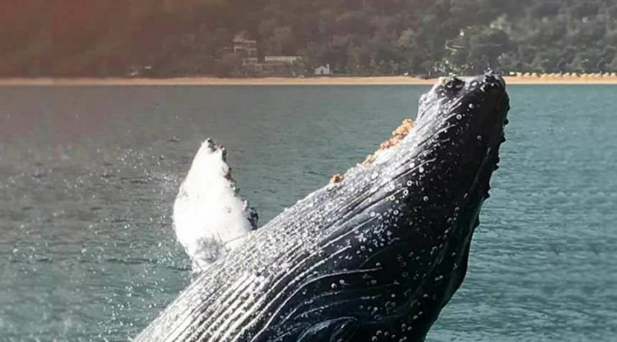 Baleia Jubarte é vista em Ilhabela