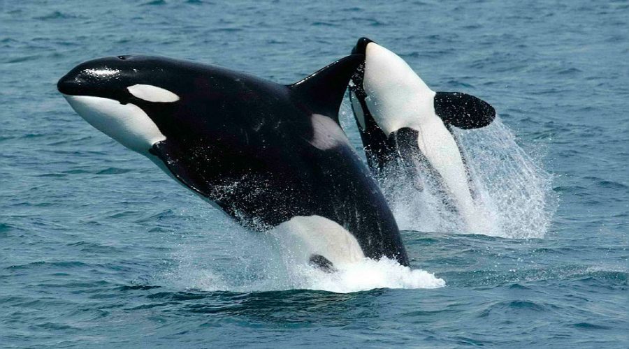 Orcas são avistadas por moradores e turistas em Ilhabela-SP