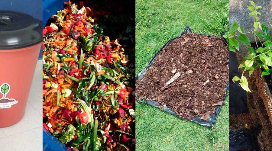 Compostagem também é saúde