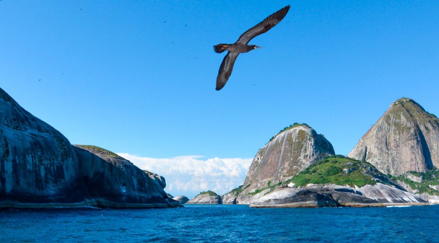 Arquipélago de Alcatrazes: novo ponto de mergulho e turismo náutico