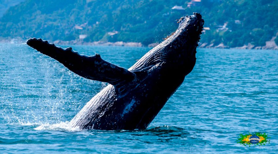 Expedição Ilhabela Alcatrazes valoriza belezas da vida marinha