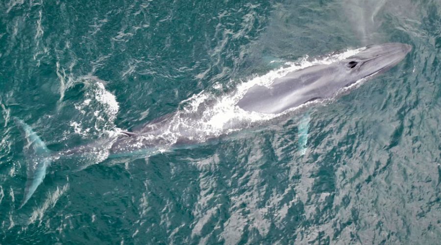 Baleia Tropical Bryde é avistada em Ilhabela: Descubra tudo sobre essa espécie fascinante