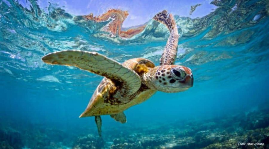 A Importância da Preservação das Tartarugas Marinhas em Ilhabela