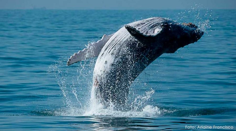 Temporada de Baleias em Ilhabela: um espetáculo natural imperdível