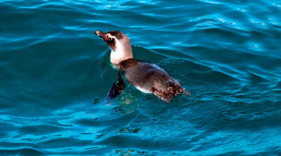 Pinguins visitam Ilhabela e o Litoral Norte em julho